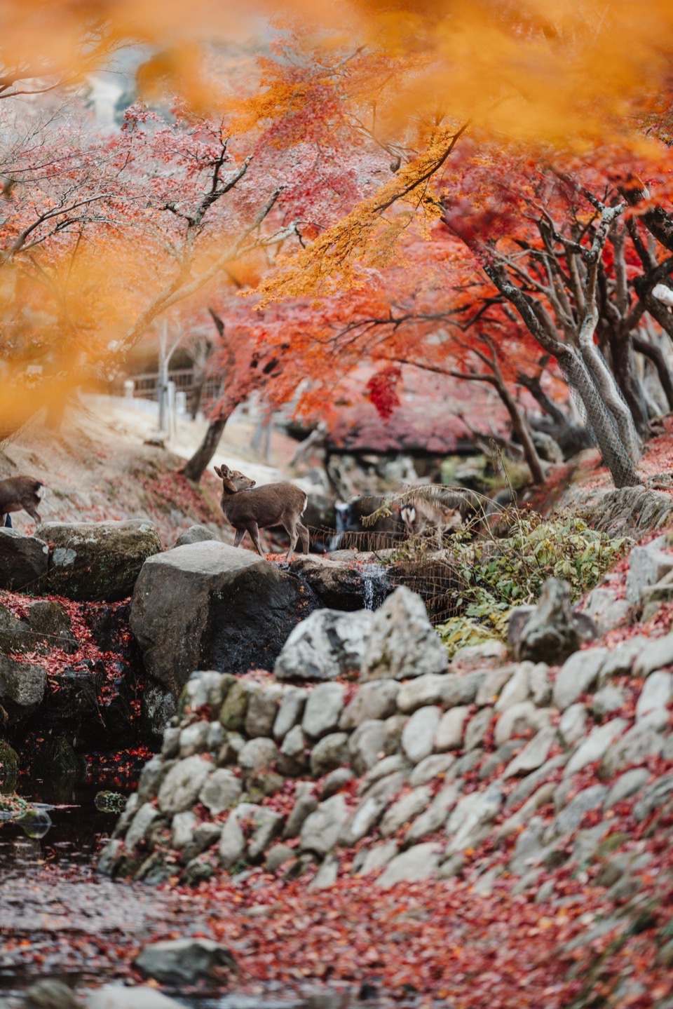 Landscape photography in Japan