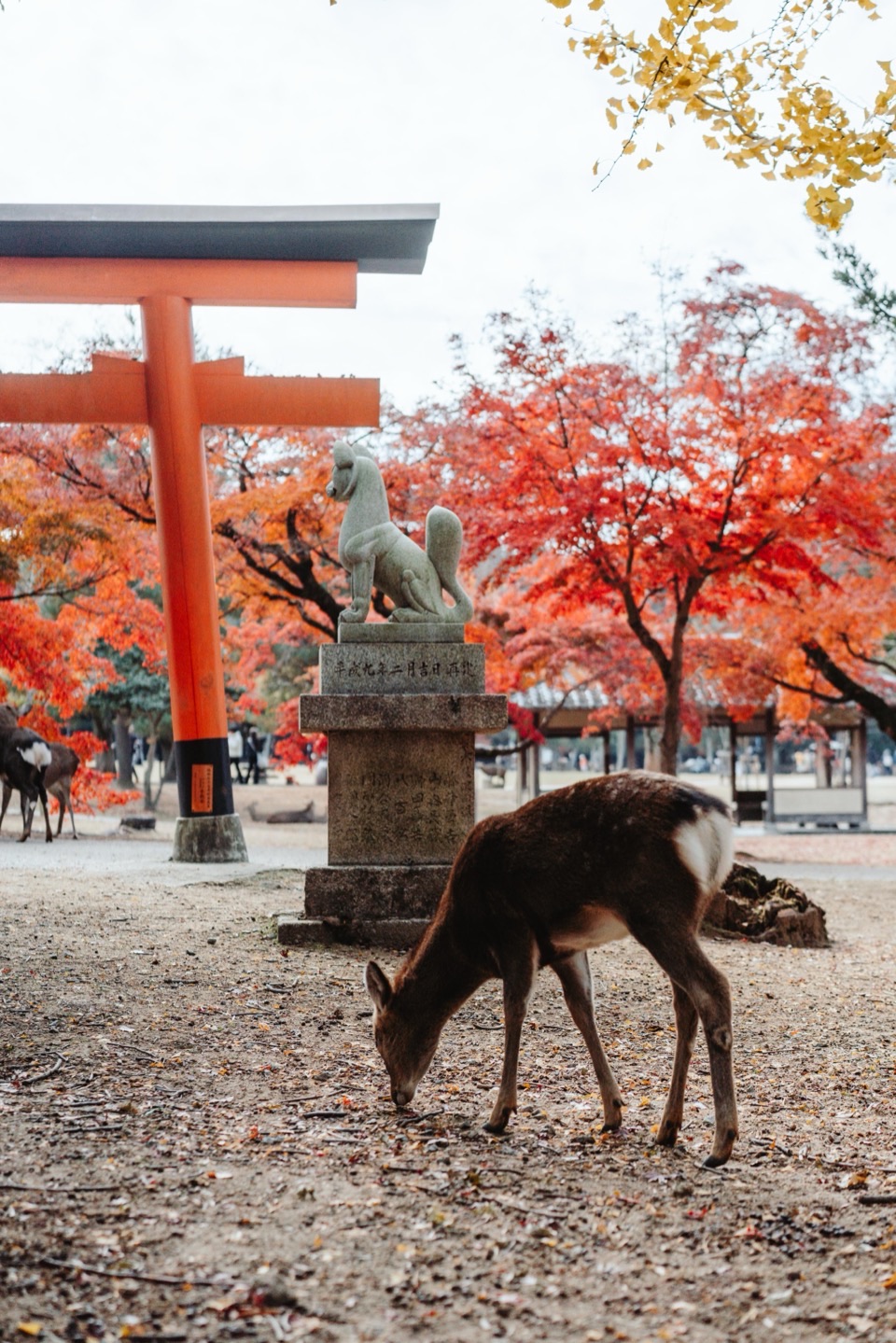 Landscape photography in Japan