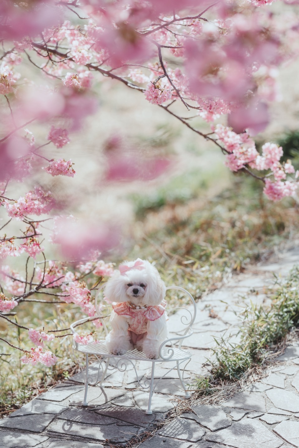 Photography works in Japan