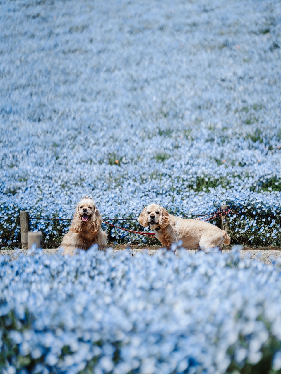 Photography works in Japan