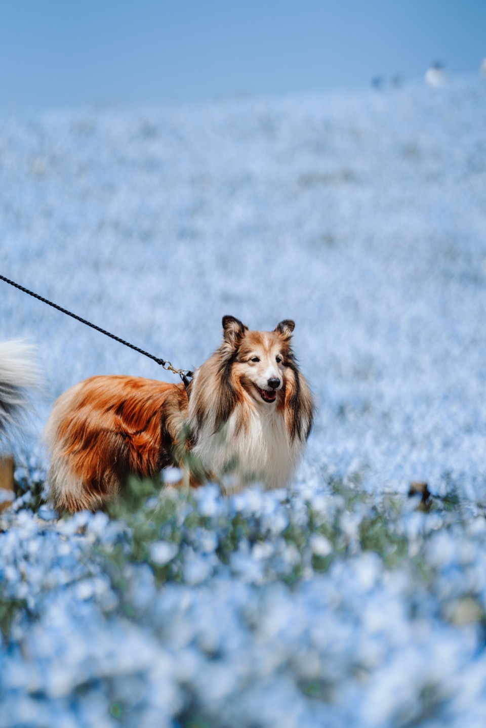 Photography works in Japan