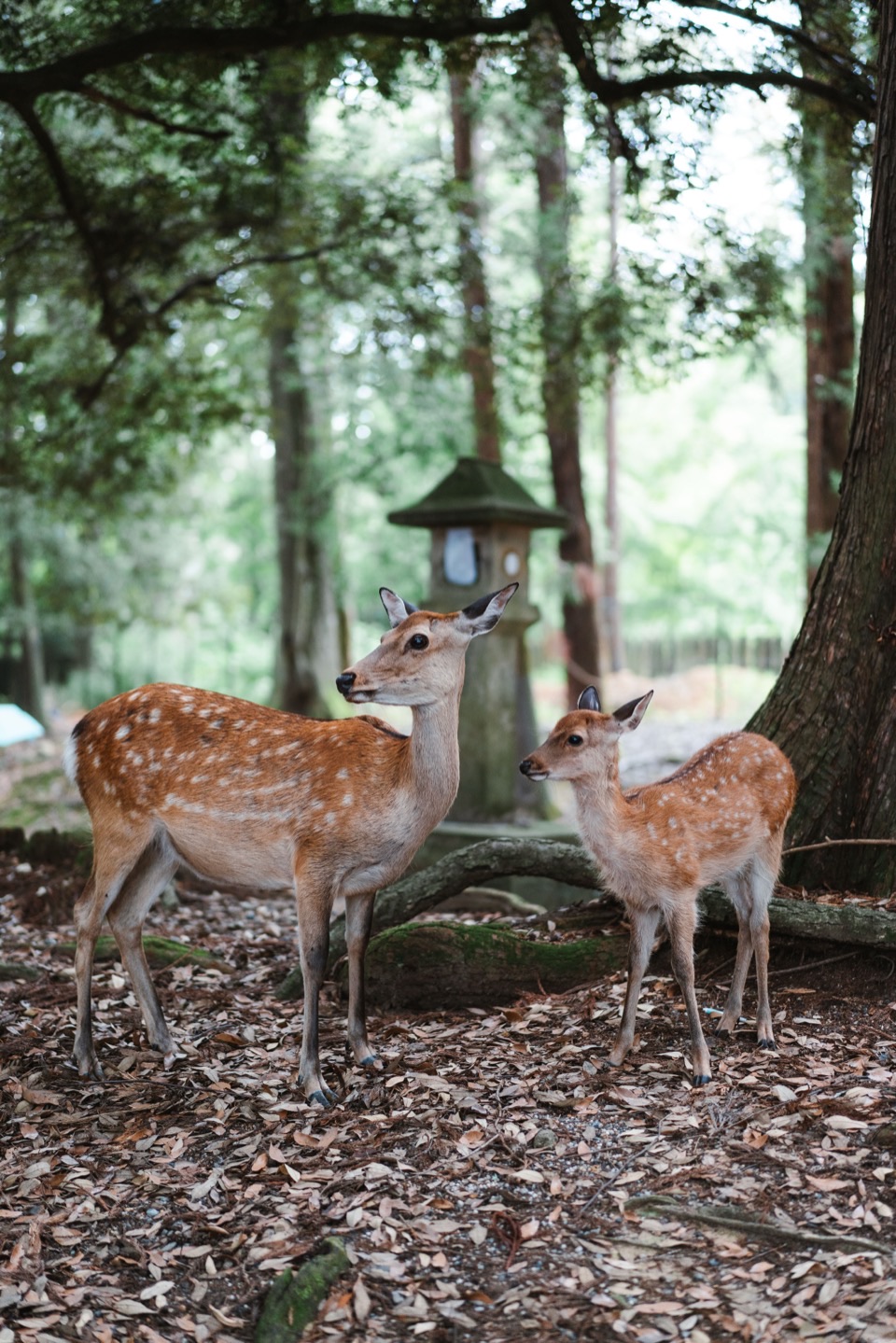 Photography works in Japan
