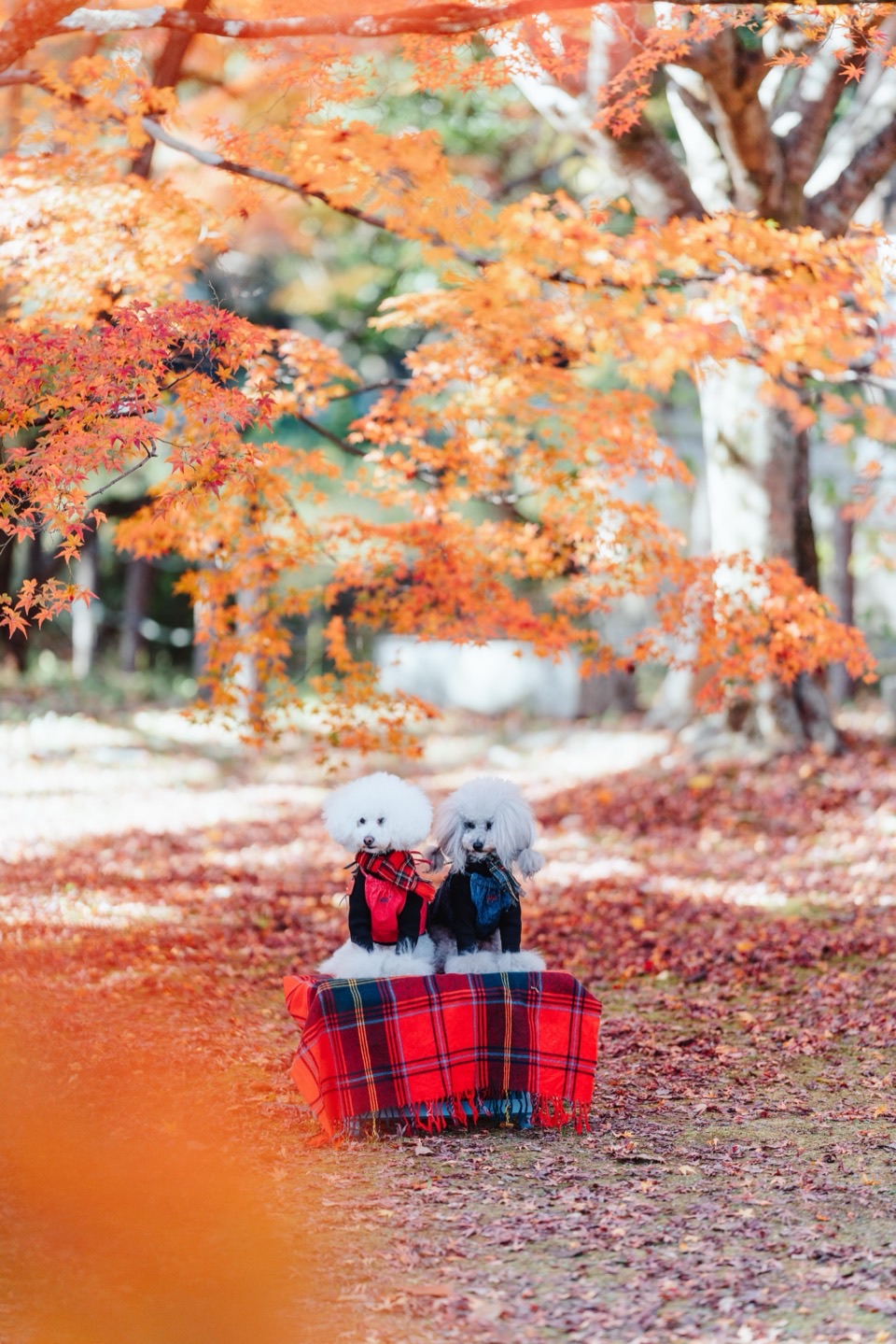 Photography works in Japan